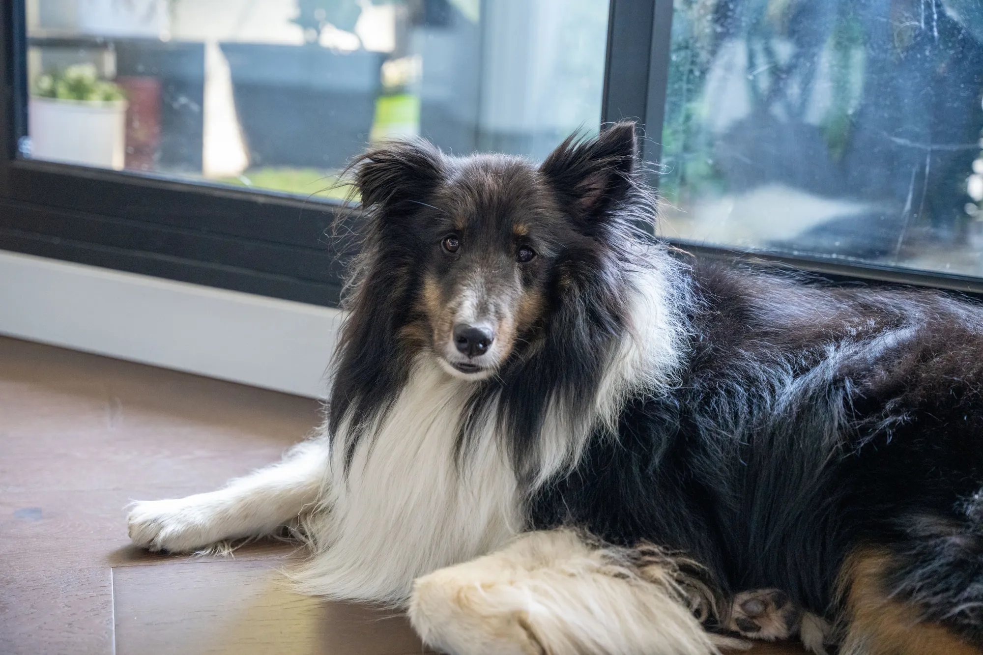 A black, white and tan sheltie resting on the floor by a window at home